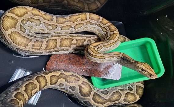 Ular Besar Warna Emas Ditemukan di Toko Laundry Koin di Changhua, Warga Ketakutan, Pemadam Kebakaran Dikerahkan untuk Menangkapnya 圖/LINE TODAY