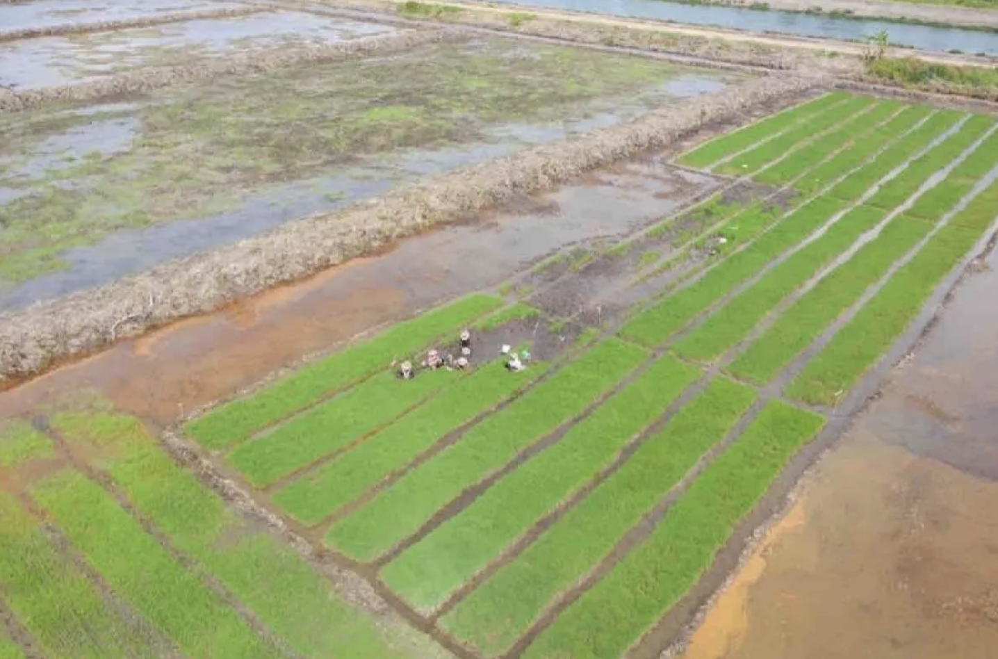 Lahan persawahan di kawasan Indonesia timur (foto: Humas Kementan)
