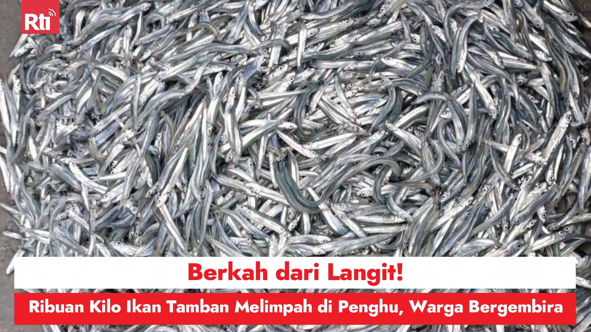 Berkah dari Langit! Ribuan Kilo Ikan Tamban Melimpah di Penghu, Warga Bergembira