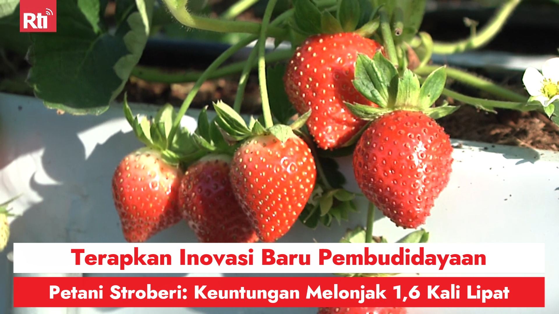 Terapkan Inovasi Baru Pembudidayaan, Petani Stroberi: Keuntungan Melonjak 1,6 Kali Lipat