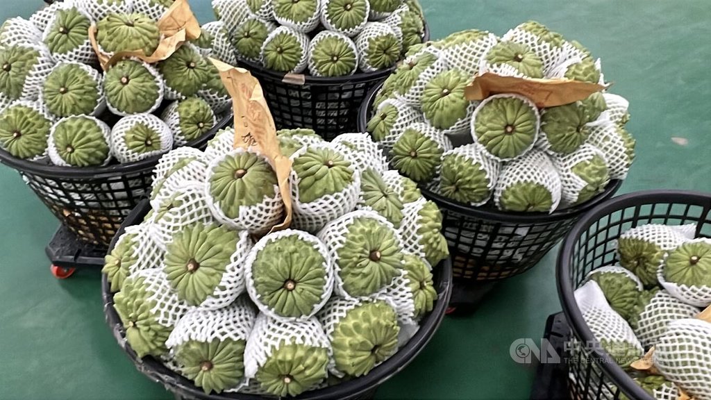 Pengaruh Taifun dan Tarif Pajak RRT, Pemasaran Srikaya Nanas Taichung di Pasar Tiongkok Berkurang Signifikan / foto: CNA