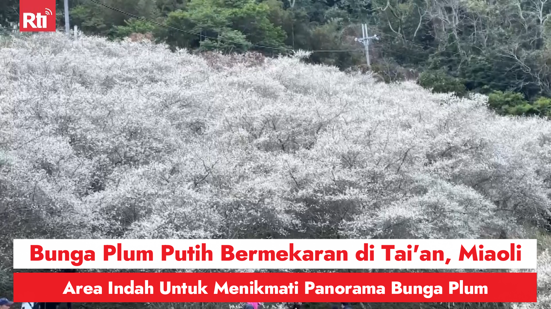 Bunga Plum Putih Bermekaran di Tai'an, Miaoli, Area Indah Untuk Menikmati Panorama Bunga Plum 圖/Rti