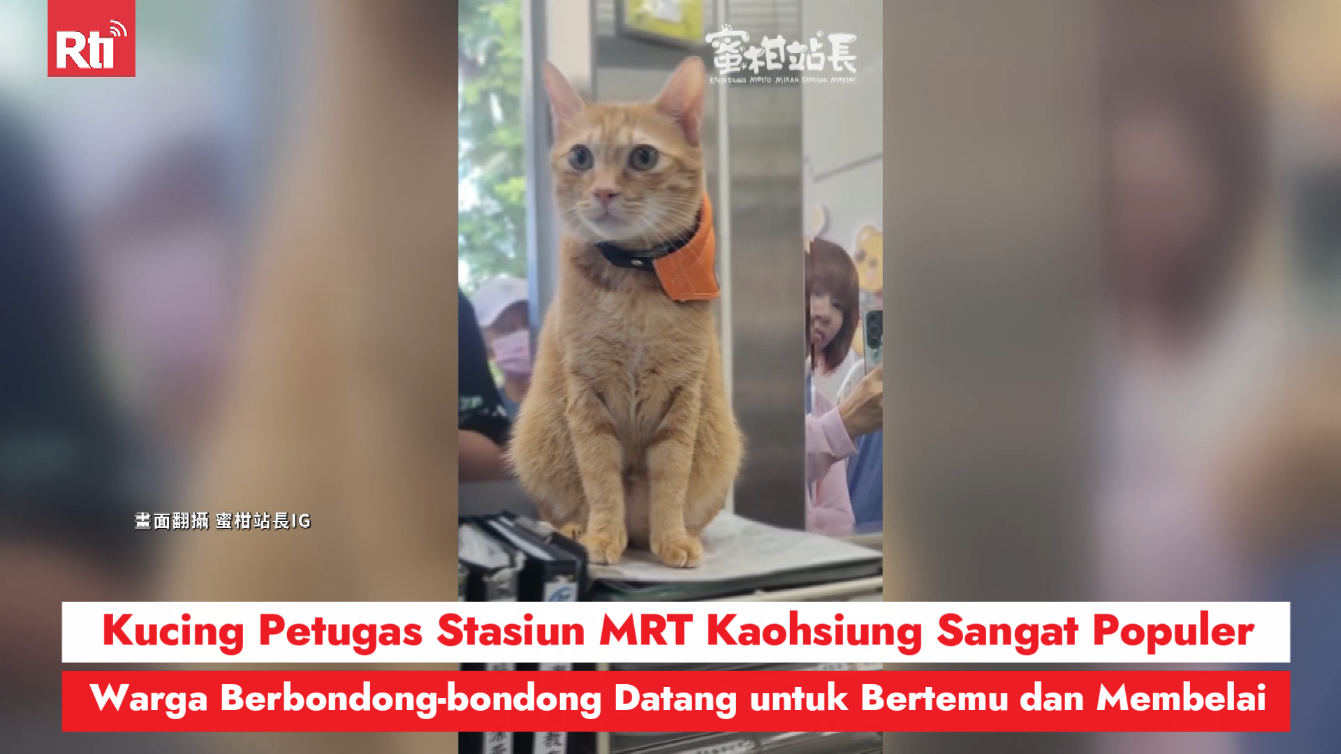 Kucing Petugas Stasiun MRT Kaohsiung Sangat Populer, Warga Berbondong-bondong Datang untuk Bertemu dan Membelai 圖/Rti