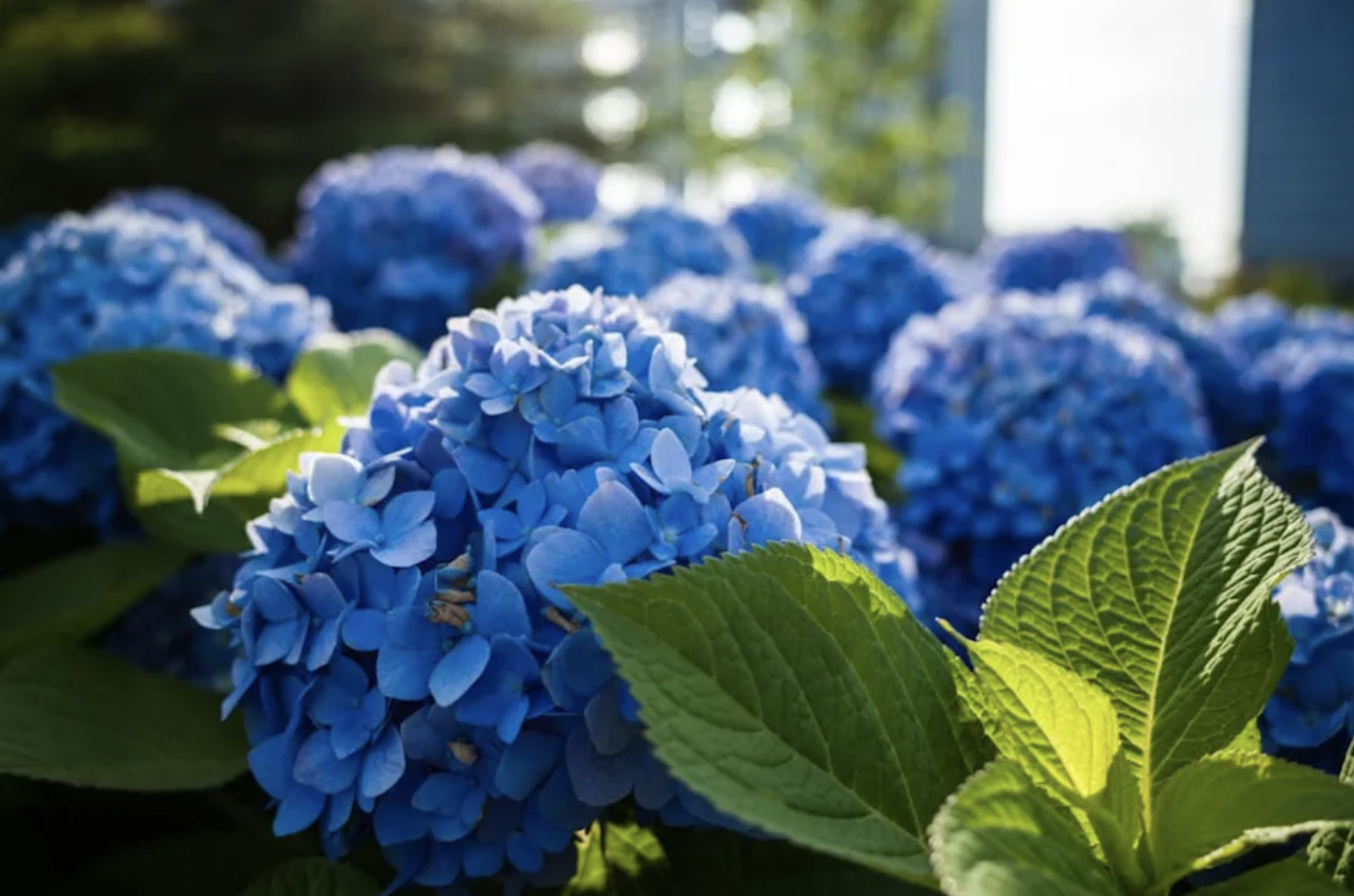 bunga hortensia mulai bermekaran sejak Mei hingga Juli