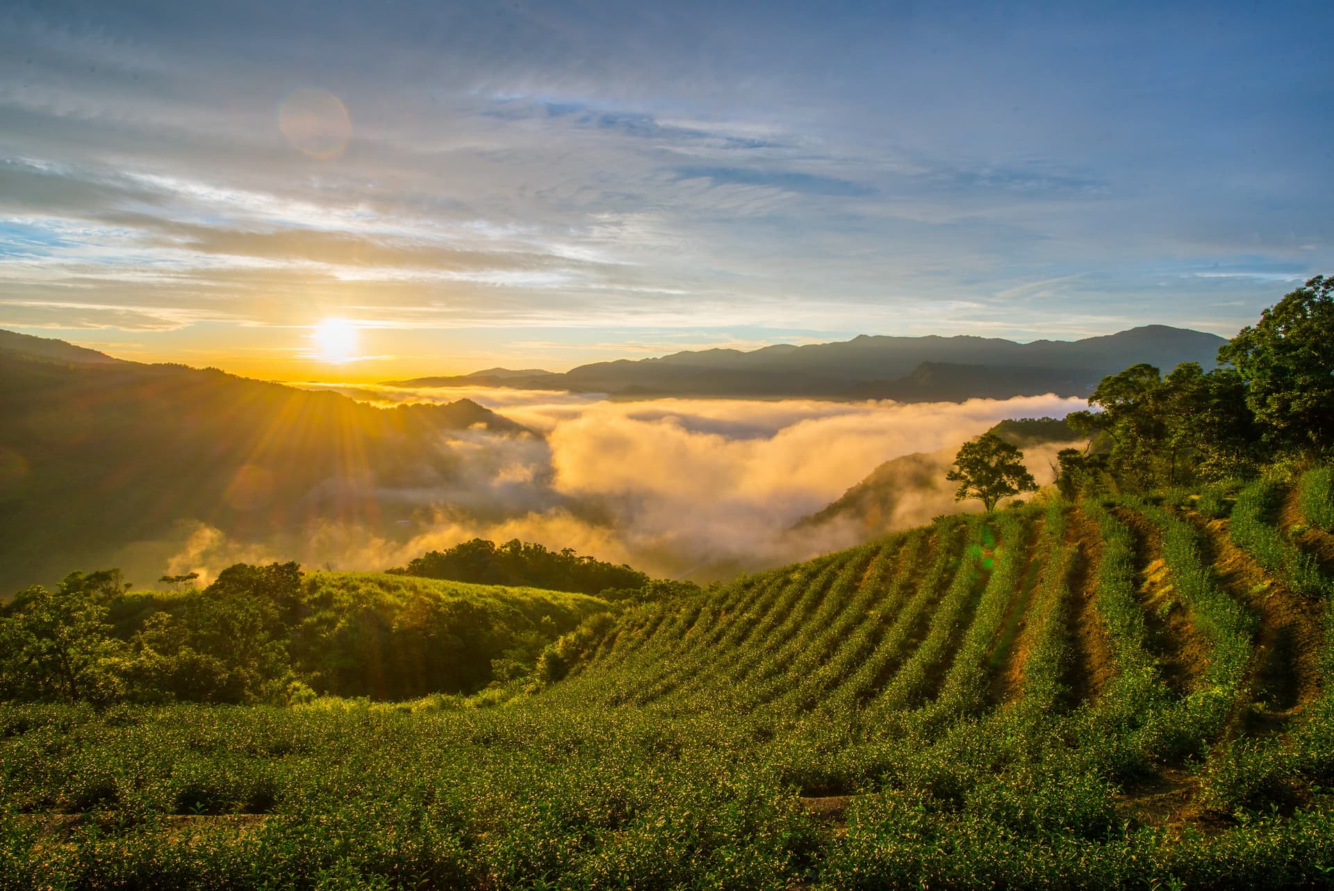 Daerah wisata kebun teh di Pinglin (foto: New Taipei travel)