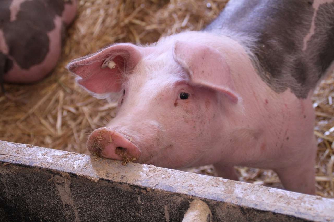 Kementerian Pertanian pada tanggal 20 Mei 2025 mengatakan, diprakirakan pada akhir bulan Mei, Taiwan akan diakui oleh Organisasi Kesehatan Hewan (WOAH) negara bebas wabah Classical Swine Fever (foto: Pixabay)