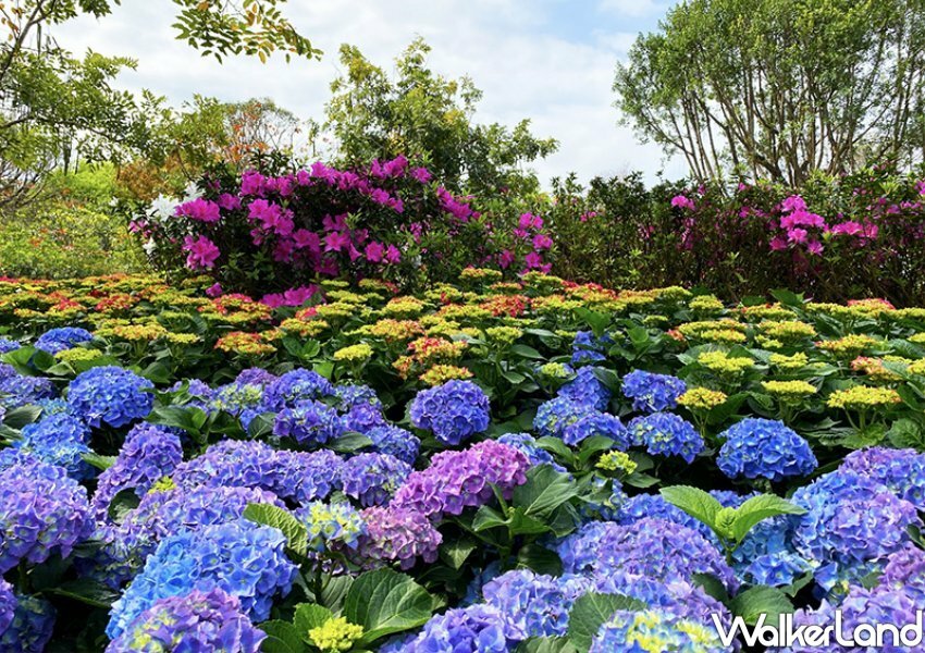 Taipei Azalea Festival