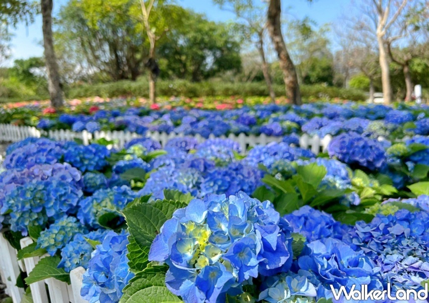 Taipei Azalea Festival