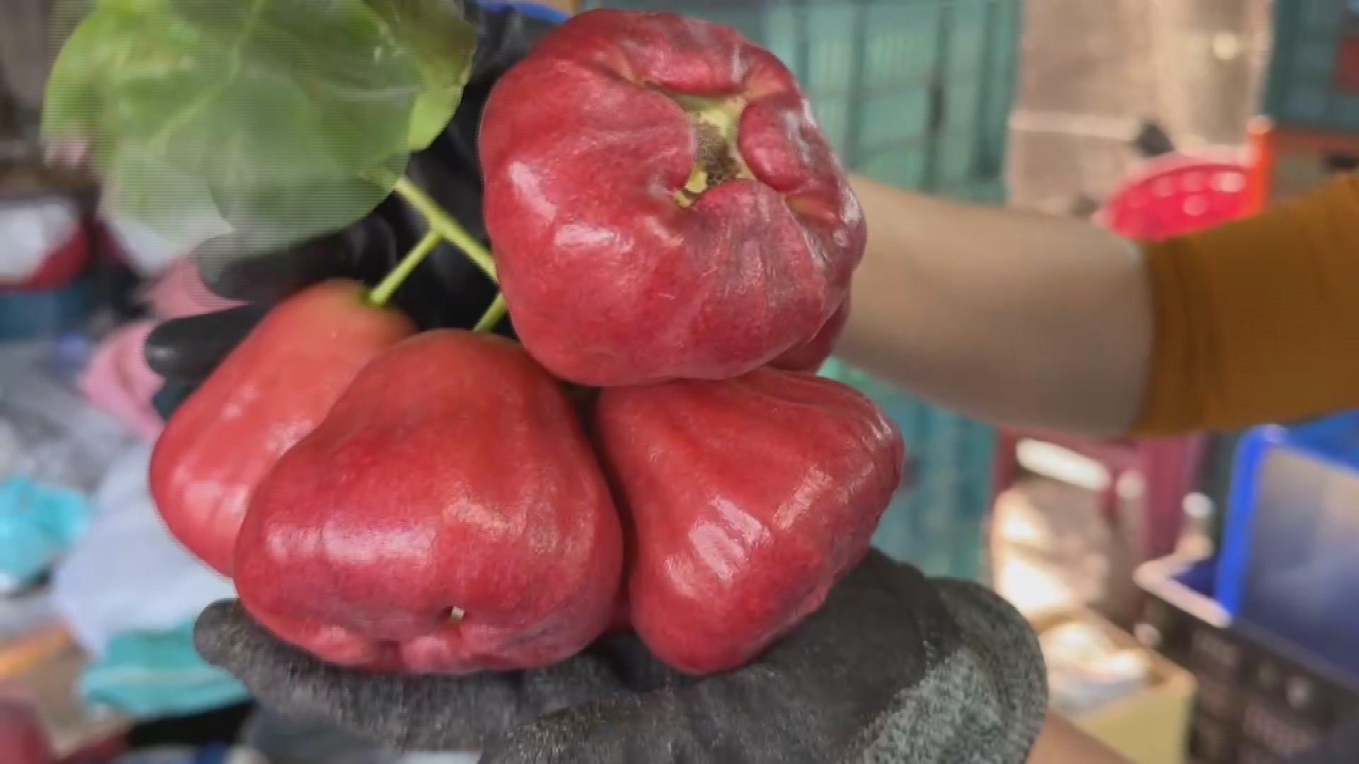 屏東の二冠「黑珍珠蓮霧」、競りで1斤3千元の高値-ニュース-財団法人