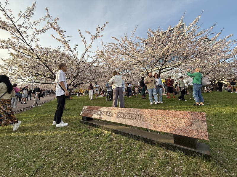 リトアニア・杉原サクラ公園の桜が見頃 背後に秘められた人道の物語