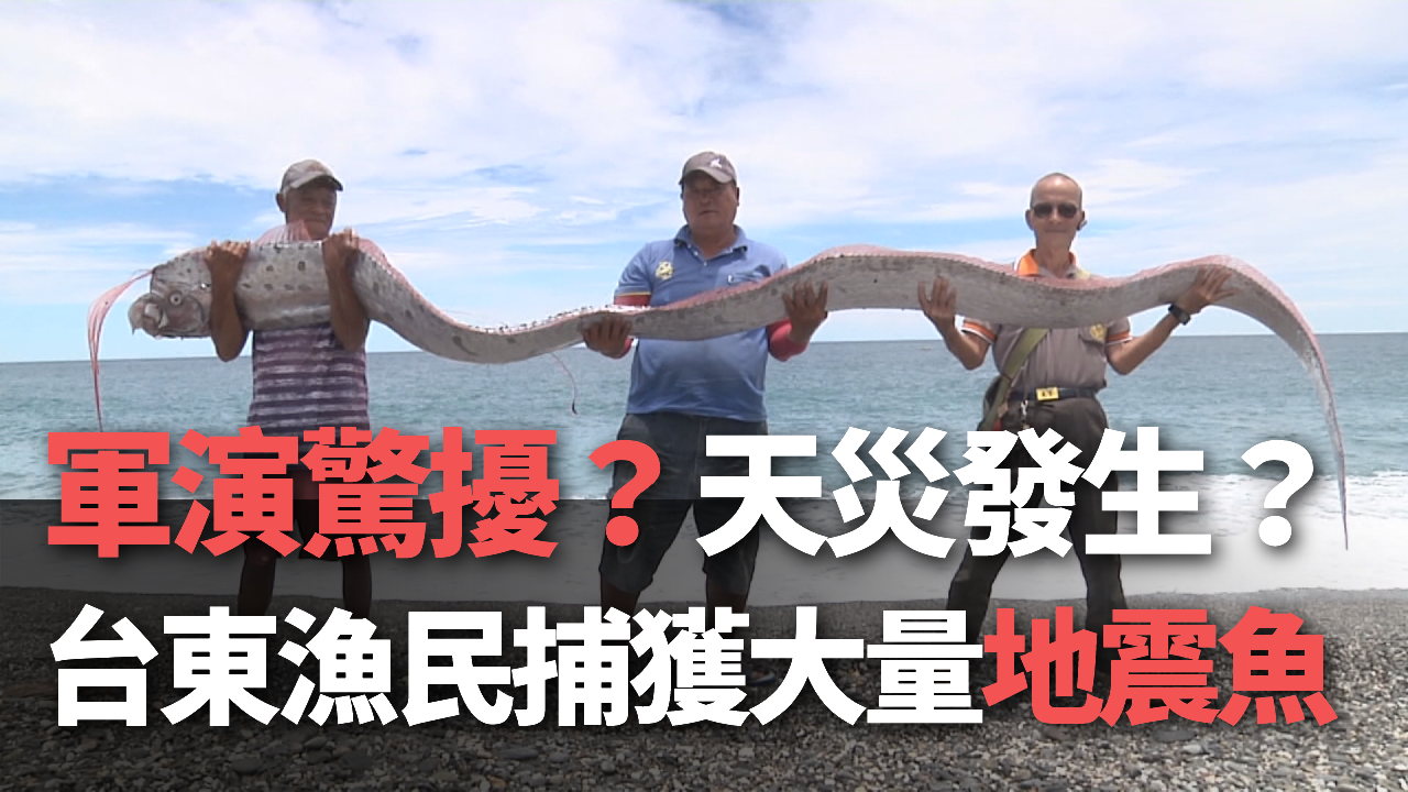 동부 타이둥(臺東)  어민이 최근 대규모 '지진어'를 포획하여 화제가 되었다.