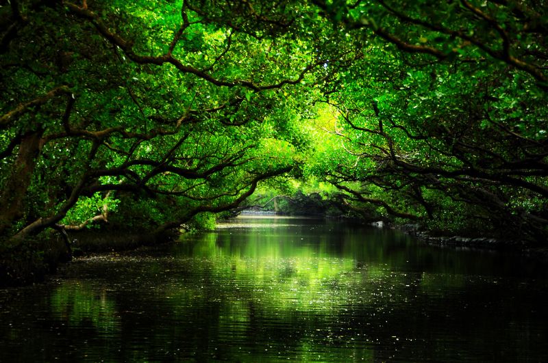 홍수림으로 둘러싸여 ‘그린 터널’이라 불리는 쓰차오호(四草湖) - 사진: 타이장국립공원