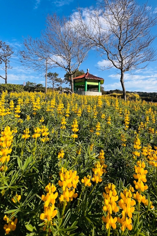 Lupin (Disediakan oleh Biro Hal Ehwal Hakka Kerajaan Bandar Taoyuan)