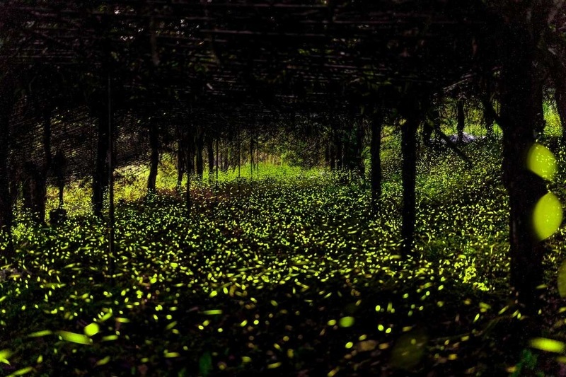 高雄市政府觀光局5日表示，那瑪夏復育螢火蟲有成，發光的螢火蟲在拉比尼亞、達卡努瓦、瑪星哈蘭等3條賞螢步道恣意自在飛舞，歡迎民眾一起來那瑪夏追螢河。（高雄市觀光局提供）中央社記者林巧璉傳真 114年4月5日 (圖：中央社)