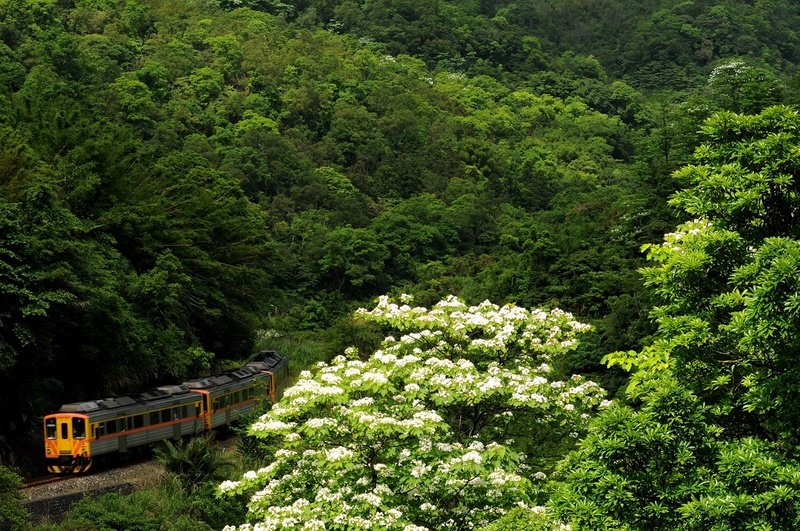 Pada bulan Mei, apabila pokok minyak tung mekar, kereta api berjalan di atas landasan kereta api yang berliku. Gambar diambil oleh Hong Zhengan(洪正安). (Foto disediakan oleh Biro Pelancongan) (Foto: CNA)