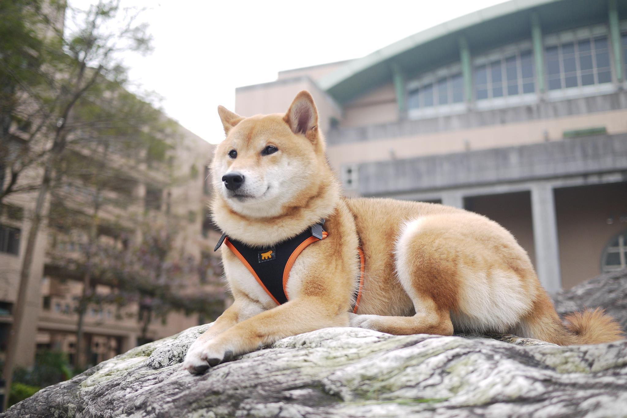 Cola in Anxi Junior High School
