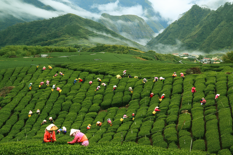 阿里山國家風景區管理處新任處長黃勢芳24日表示，阿里山擁有深厚人文底蘊及獨特觀光資源，未來將以國際觀光行銷角度讓世界看見阿里山自然與人文之美。圖為阿里山茶園。（阿里山國家風景區管理處提供）中央社記者蔡智明傳真 114年1月24日 (圖：中央社)