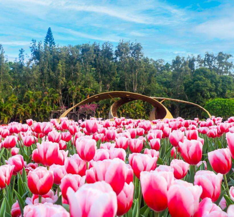 2025 CKS Shilin Residence Tulip Festival (Photo: Travel Taipei)