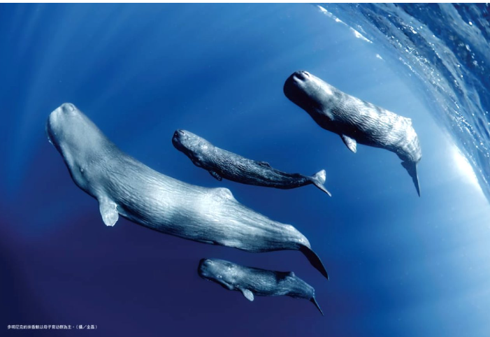 วาฬสเปิร์ม หรือ วาฬหัวทุย (photo:Kuroshio Ocean Education Foundation )