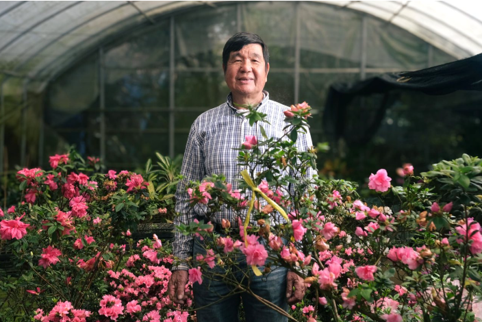 หลิ่วจือฟาง ผู้พัฒนากุหลาบพันปีกว่า 600 สายพันธุ์ ด้วยความทุ่มเท ราวกับเป็นสมบัติล้ำค่า(photo:newsmarket)