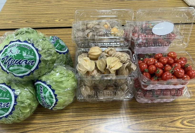 เกษตรกรหลายรายในเมืองหยุนหลินทดลองใช้แบคทีเรียสังเคราะห์แสง พบว่าสามารถลดการใช้ปุ๋ยเคมี และเพิ่มผลผลิต