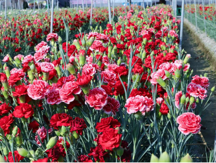 ชาวไต้หวันนิยมมอบดอกคาร์เนชันให้คุณแม่เนื่องในวันแม่แห่งชาติ(photo:newsmarket)