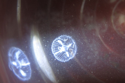 花蓮縣玉里鎮春日里鱸鰻潭，近日民眾發現不少水母，相當罕見，花蓮縣農業處表示，桃花水母季節性出現，生命期僅3個月，對自然生態沒有影響。<br />(圖：中央社)