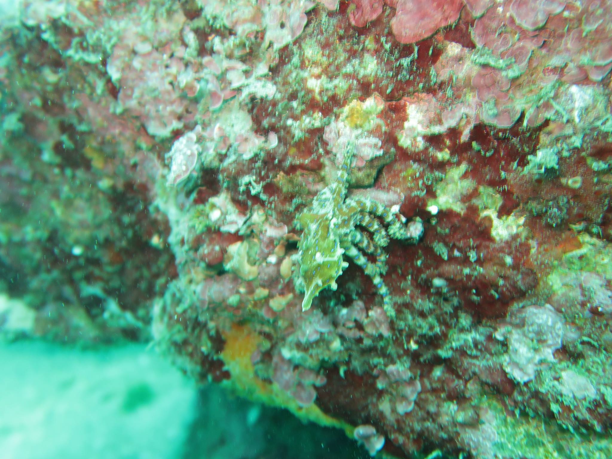 由於「藍環章魚」身懷劇毒，有研究指出，1隻「藍環章魚」身體的毒性，可以毒死26個人，近期在網路上，被不少網友熱議。自然科學博物館生物學組助理研究員李坤瑄16日受訪指出，台灣海域目前確定有3至4種的「藍環章魚」，另外也有發現新的2種類，已經由澳洲專家送回澳洲
