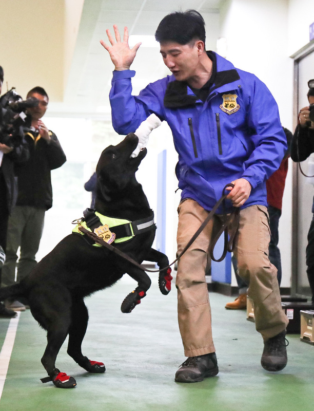 憲兵軍犬的領犬員藉由和軍犬「玩耍」的過程，訓練軍犬學習尋找爆裂物，只要受訓犬隻找到爆裂物，領犬員就會用毛巾和犬隻拉扯玩耍，透過正向鼓勵的方式讓受訓犬隻下次找目標物更起勁。<br />(圖：中央社)