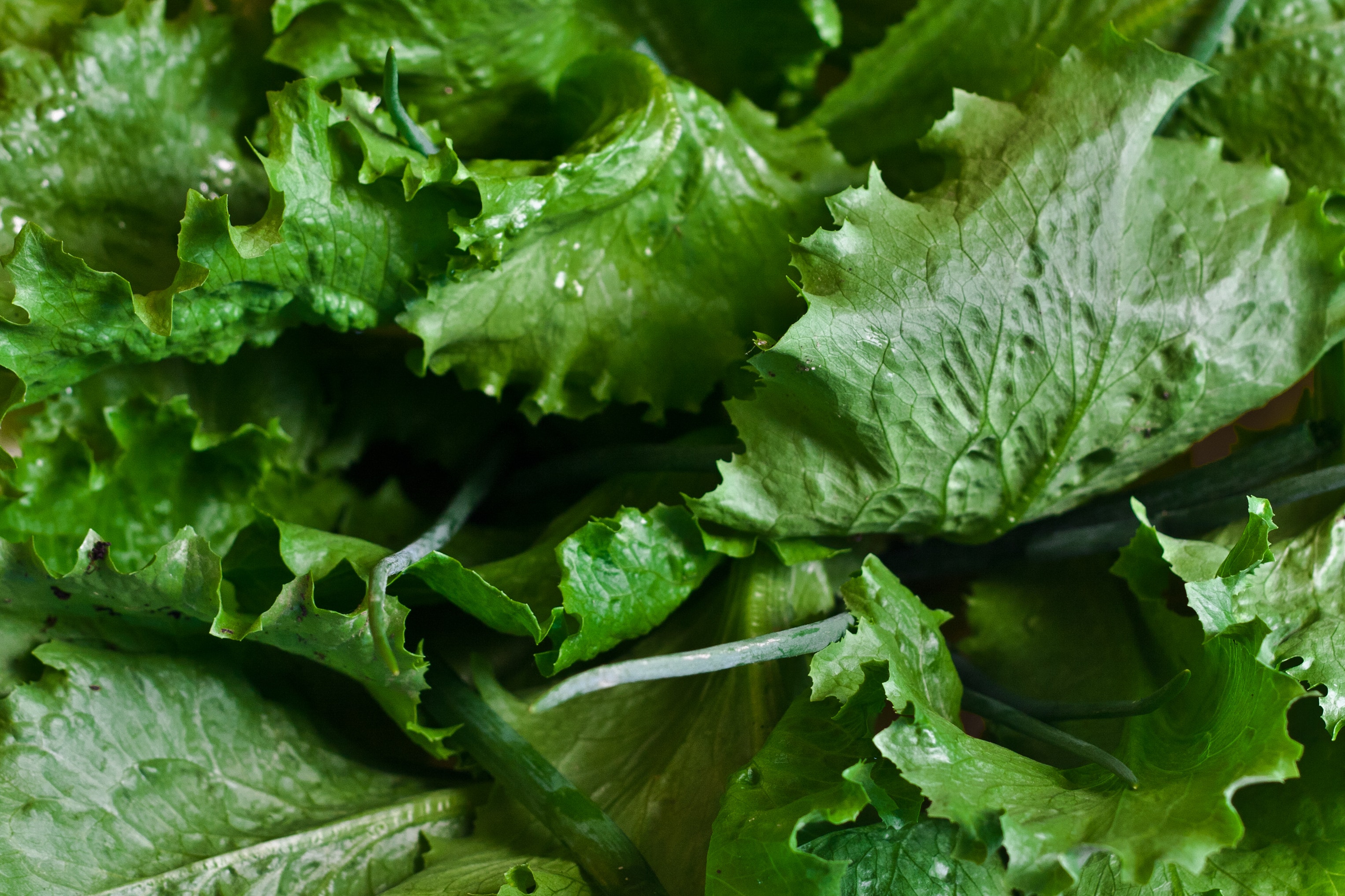 蘿蔓萵苣(romaine lettuce)(圖：Pexels)