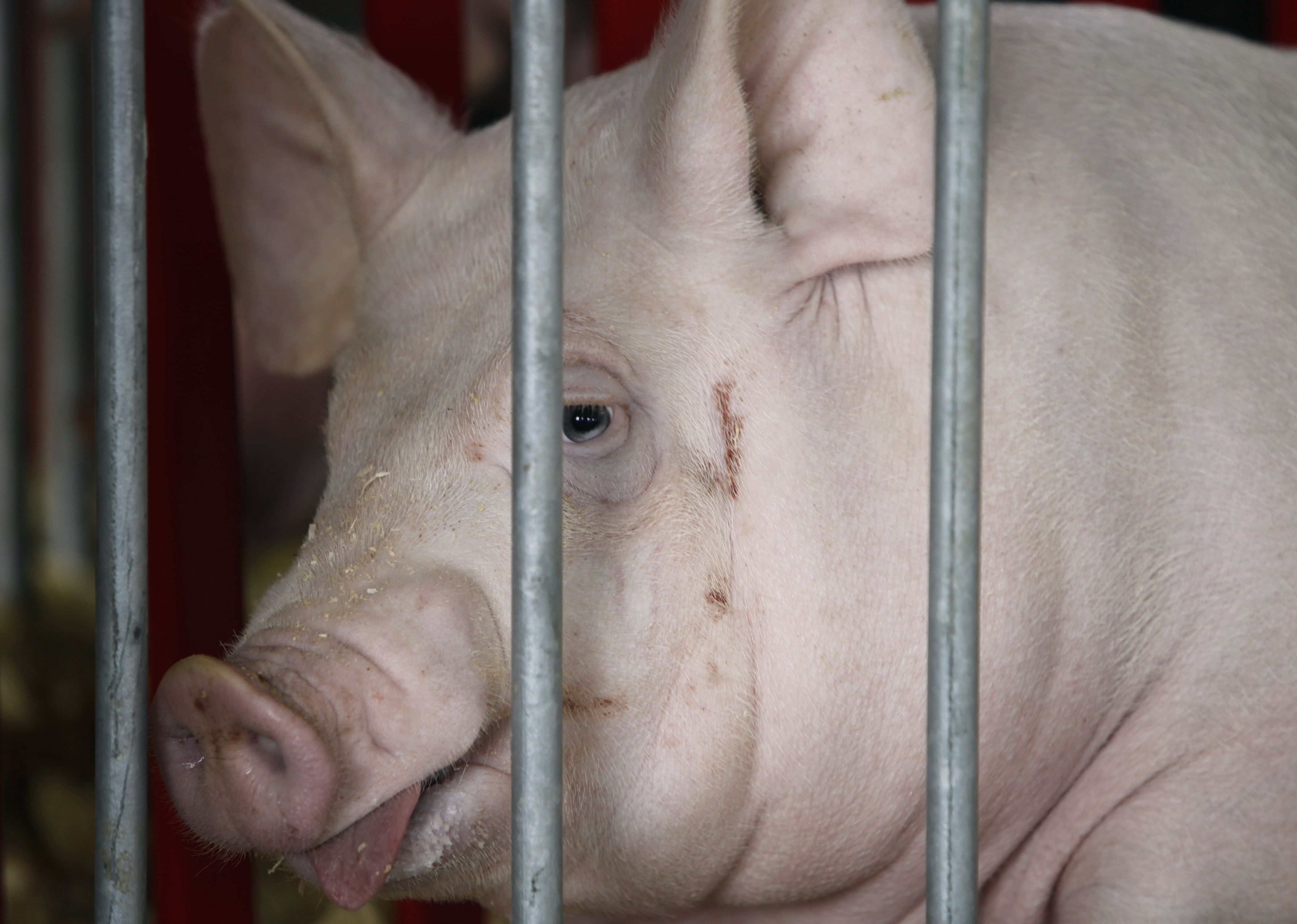 美豬。(AP/達志影像)