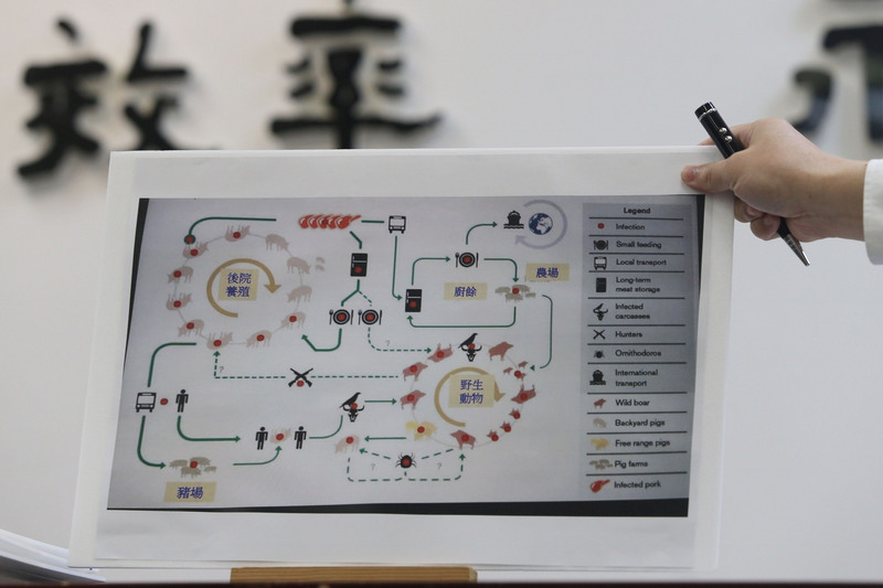 農委會6日召開記者會指出，非洲豬瘟是由病毒所感染家豬及野豬的急性、惡性傳染病，所有品種和年齡的豬均可能感染，傳播途徑包括透過廚餘、直接接觸病豬或汙染物，或被帶毒的節肢動物（蜱，俗稱壁蝨）叮咬後而感染，目前沒有疫苗可預防，清除本病只有靠撲殺、掩埋或化製所有病