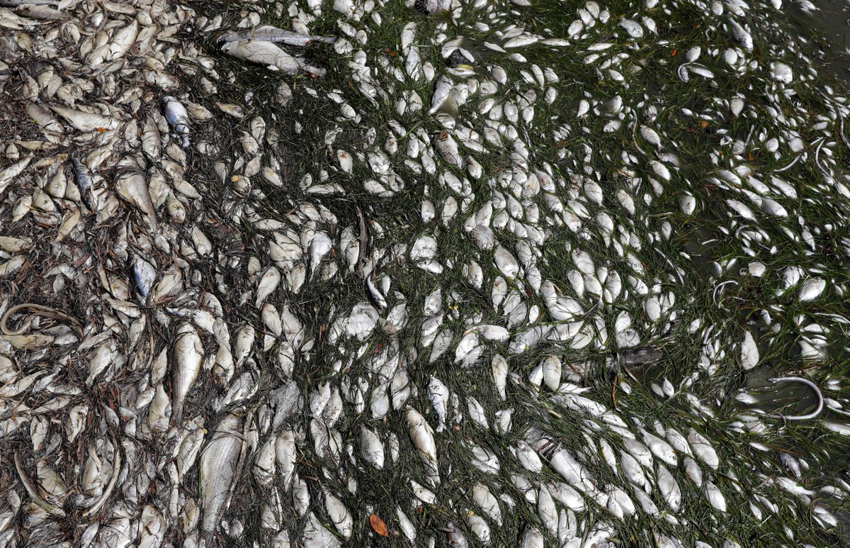 死魚、死海龜、死海豚，還有黑色的海水─這是美國佛羅里達州海邊現在的景象，還有超過100噸的海洋生物遺體飄出惡臭，瀰漫在空氣中。而這一切，都是因為佛州碰上十年來最嚴重的紅潮(red tide)。(圖取自推特)
