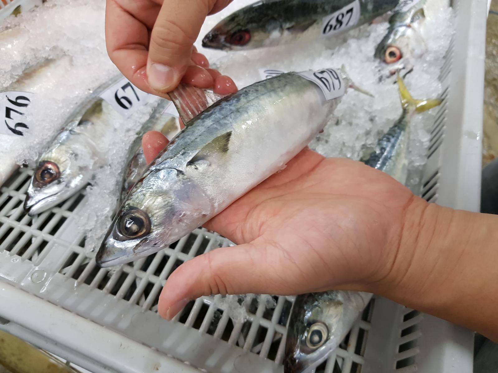 臺灣可捕撈到花腹鯖或白腹鯖，但兩者難以區分，可透過魚肚部位是否有斑點，或計算背鰭鰭條數等方式分出種類。（圖片：取材自農傳媒/洪嘉鎂）