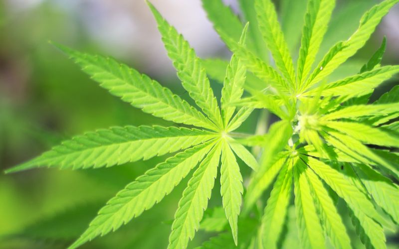 大麻。(網路圖片)