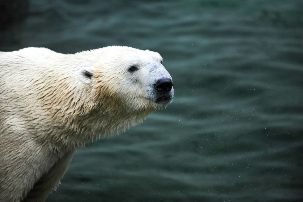 南韓首爾郊區動物園愛寶樂園(Everland)的主管表示，該主題動物園區中最後一頭北極熊，原本預定幾個星期後前往英國過比較舒服的「退休」生活，但因為年紀太老而死亡。(圖：愛寶樂園官網)