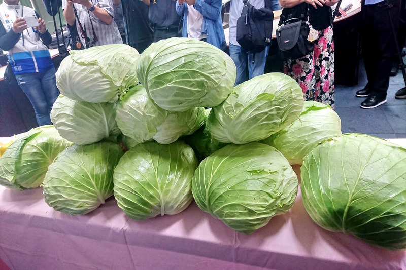農糧署表示，高麗菜價格比去年好且合理。 (圖:中央社檔案照片)