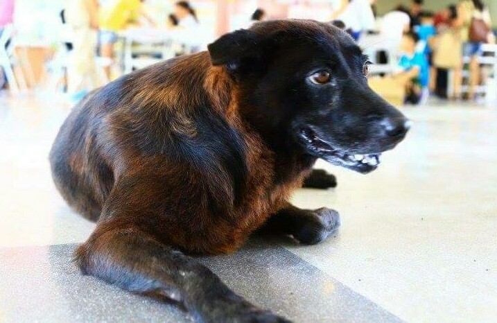 「碳狗小皮」即使已病逝，仍帶給基隆深澳國小師生滿滿的正能量。(校長蕭玉盞提供)