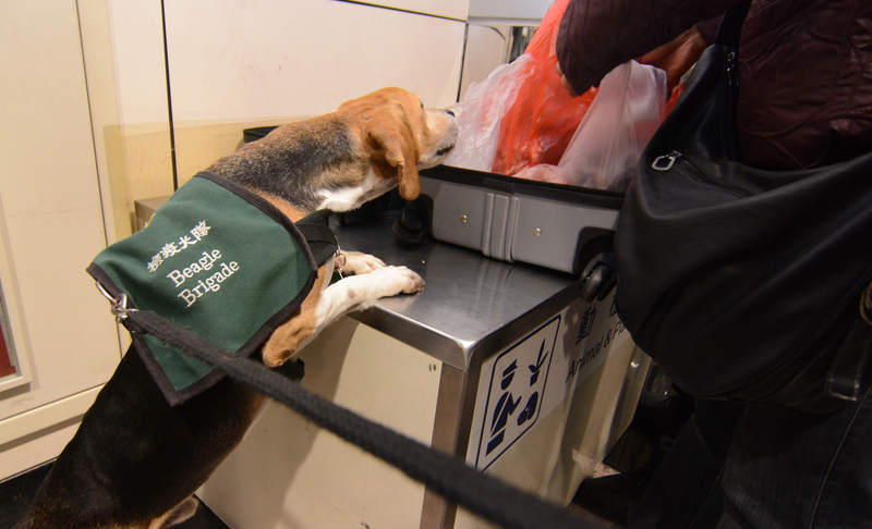 要成為領犬員心目中首選的檢疫犬，除了嗅覺靈敏、活動力強外，嗜吃、好玩、常保好奇心、無攻擊性，都是必要條件。