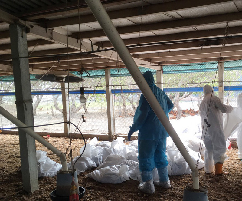 彰化縣鹿港鎮一處土雞場被確診感染H5N2亞型高病原性禽流感病毒，防疫人員16日進行全場撲殺及消毒，共撲殺6958隻土雞。（彰化縣政府提供）