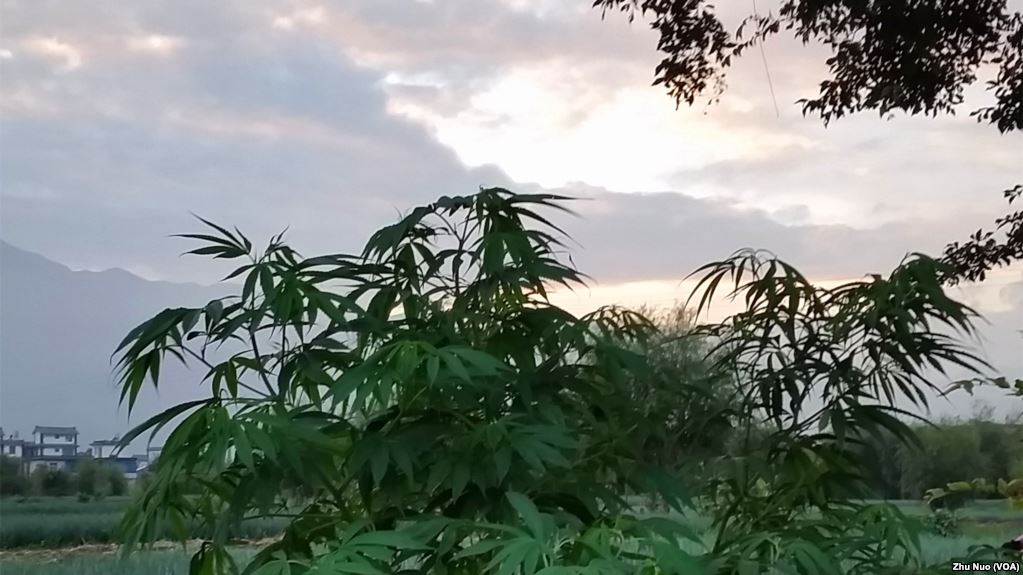 在雲南，野生大麻隨處可見。（2016年9月13日，美國之音朱諾拍攝)