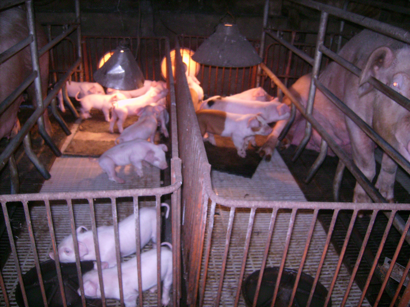 在金門海邊發現的死豬檢體驗出非洲豬瘟病毒，農委會暫停金門豬肉及其製品運輸到台灣本島2週。消息傳來，金門特產業者叫苦連天，憂心未來2週生計，盼中央多體恤外島居民。（金門縣防疫所提供）