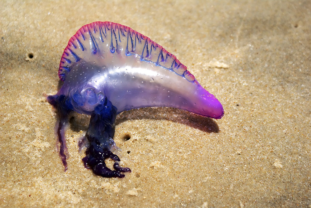 法新社報導，螫人特別痛的僧帽水母(Portuguese man o' war jellyfish)大舉湧入，被昆士蘭省(Queensland)當地媒體形容成「入侵」。（Wikipedia）