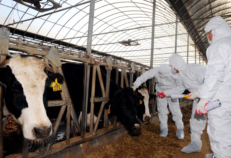 南韓口蹄疫危機級別提升到警戒。(AFP)