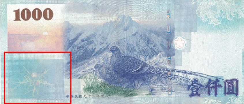 千元大鈔上的植物其實是「塔塔加薊」，不是「玉山薊」。(中興大學提供)