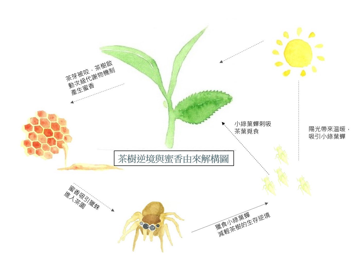「茶味裡的隱知識」提到東方美人茶，因被蟲咬的缺陷而美麗。(幸福文化提供)