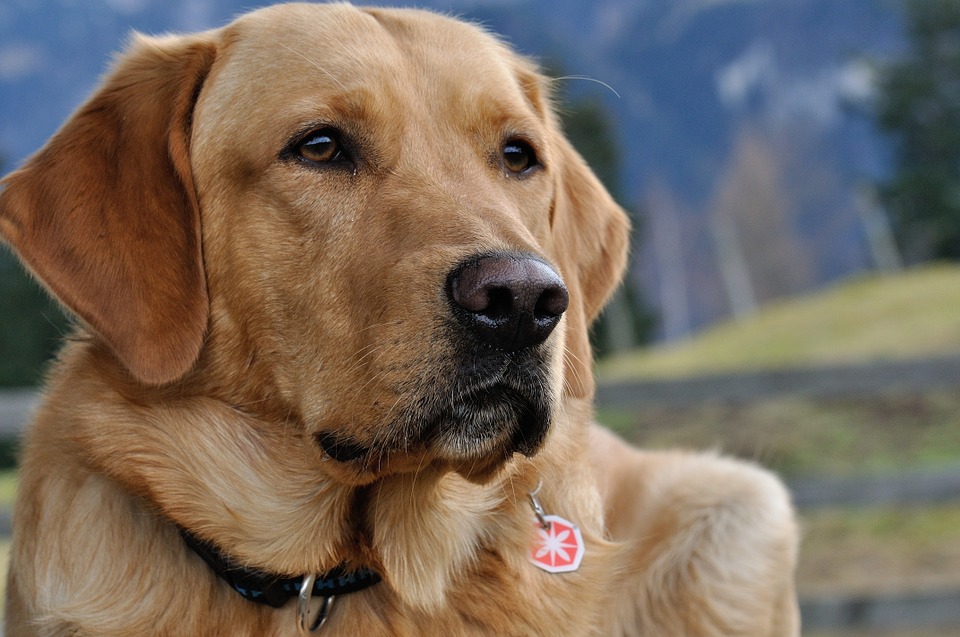 拉布拉多獵犬 (圖:pixabay)