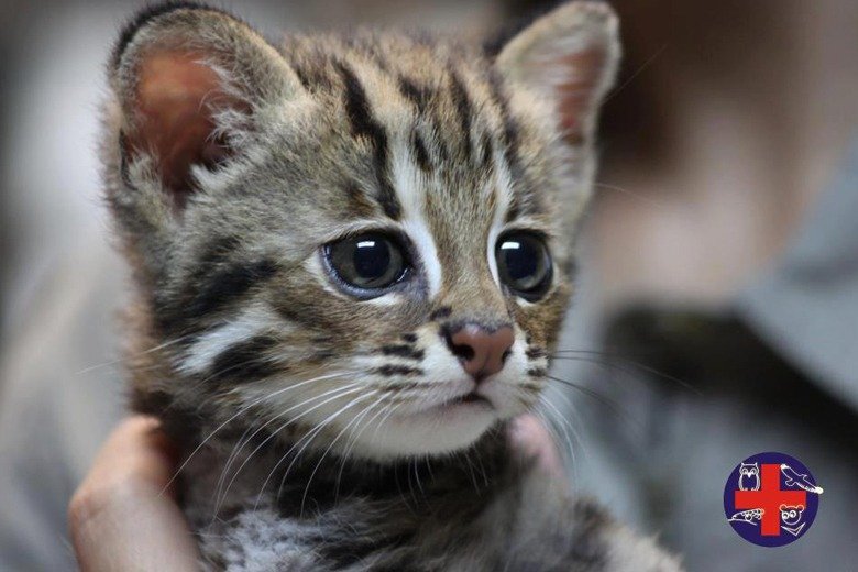 瀕臨絕種的保育類動物—石虎（特生中心提供）