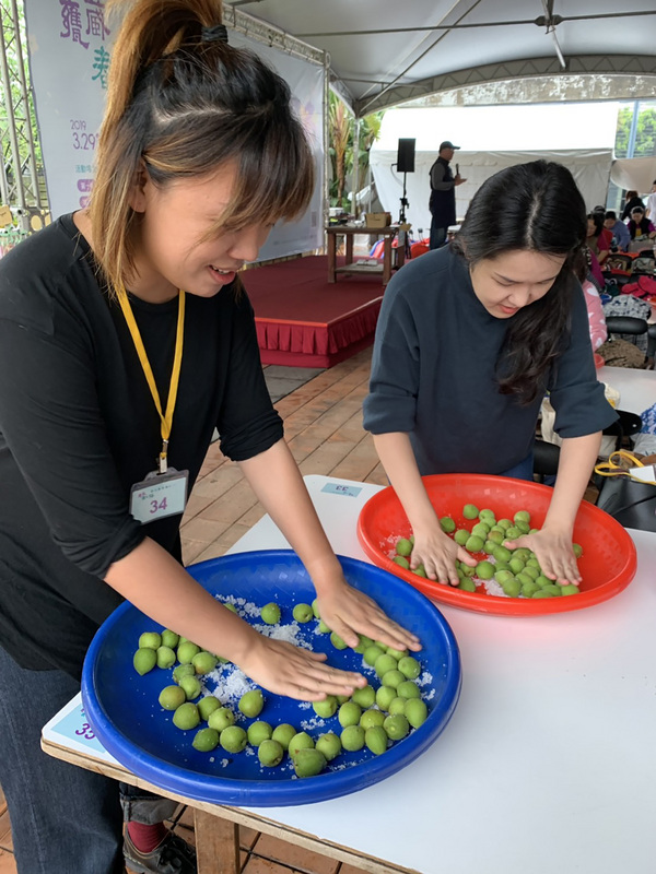 新北市鶯歌陶瓷博物館連續18年舉辦醃脆梅活動，製作過程要先用100公克的鹽巴「殺青」，破壞青梅的表面直到軟化、滲水、絨毛脫落，參與民眾認真製作。