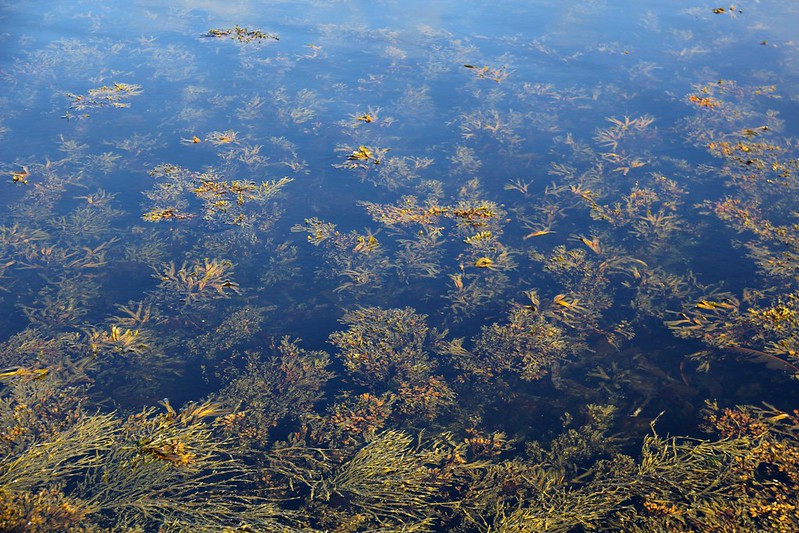 挪威海產局22日指出，過去一個星期，由於海洋藻類突然大幅增加，導致挪威鮭魚養殖場估計800萬尾鮭魚死亡，將挪威今年預計的銷售成長砍掉了一半。(圖：foter)